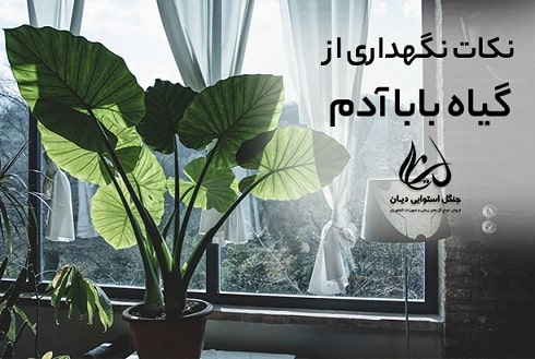 فروش پک قاشق و چنگال یکبار مصرف